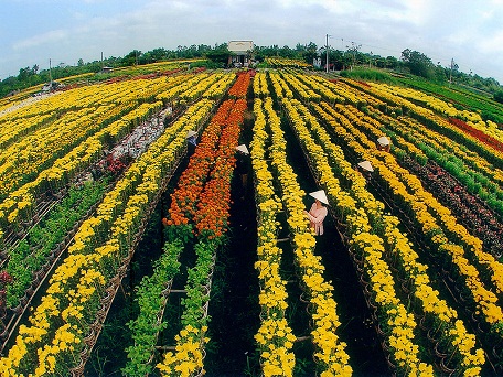 Vùng chuyên canh sản xuất hoa cảnh tại Đa Séc, Đồng Tháp