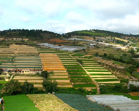 Vùng chuyên canh sản xuất rau sạch tại tp Đà Lạt, Lâm Đồng