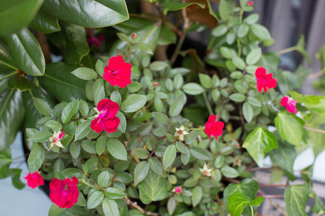 Khóm hoa hồng đỏ rực rỡ sẽ càng đẹp hơn khi được trồng trước hiên nhà