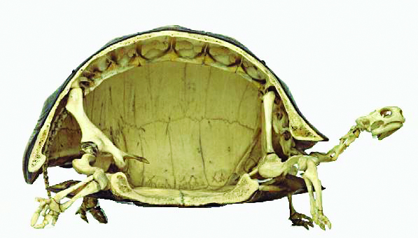 Bộ xương con rùa - Xương và các thớ thịt  chuyển động tự do bên trong phần mai rùa
