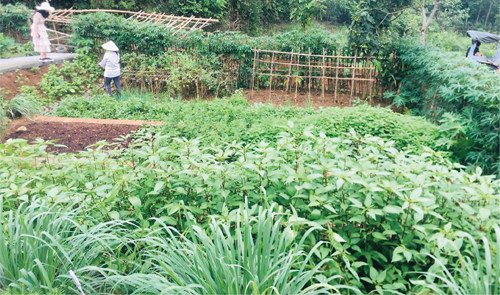 Trang trại cho thuê để trồng rau của một doanh nghiệp ở vùng ven Hà Nội. Ảnh: NVCC