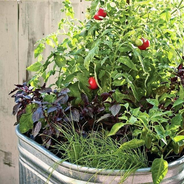 Ý tưởng trồng rau bắt đầu từ chậu siêu hoàn hảo nếu bạn không có không gian để thiết lập một khu vườn đúng nghĩa. Đối với những người có một ban công nhỏ hoặc cửa sổ mở nhận được ánh nắng mặt trời đầy đủ, đây là ý tưởng không tồi chút nào.