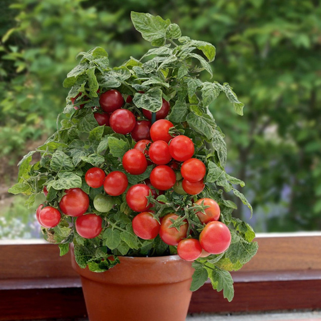 Cà chua là một loại cây tuyệt vời và quan trọng nhất cho một vườn rau nhỏ bé. Chúng trông rất đẹp mắt nữa. Chọn 2-3 giống và trồng vài cây để có được một vụ mùa bội thu của cà chua cây nhà lá vườn nhé!
