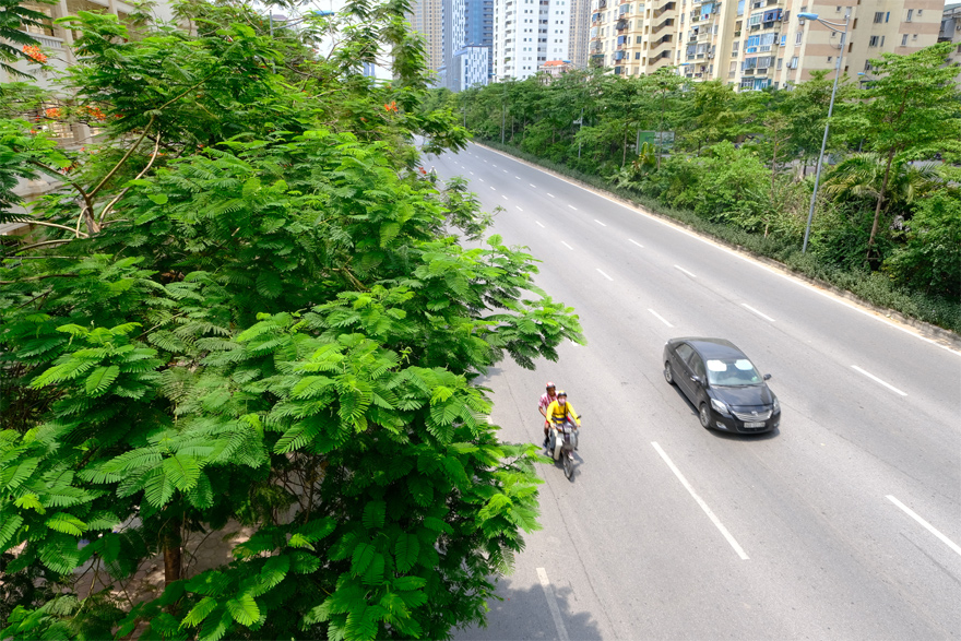 Hệ thống cây xanh trên đường Võ Chí Công phát triển tươi tốt