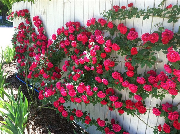 Hoa hồng leo là một trong những loại cây trồng hàng rào được nhiều gia đình chọn để trang trí cổng, sân vườn,... cây ưa ánh nắng mặt trời, có thể trồng bằng hạt hoặc giâm cành, chiết cành.