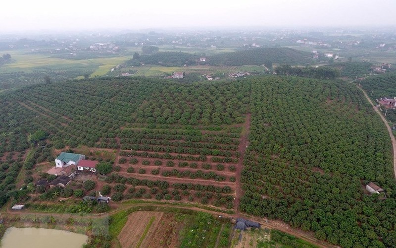 Toàn cảnh vùng trồng vải tại xã Phúc Hòa, Tân Yên. (Ảnh: Tùng Lâm/TTXVN)