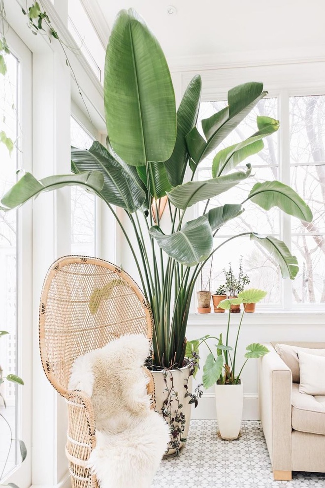 Bohemian_Chair_and_Indoor_Plant_via_emersonthoreau_1