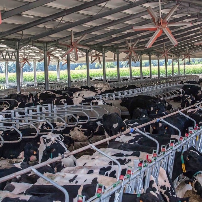 Thi công và lắp đặt quạt trần công nghiệp cho trang trại TH True Milk 2020