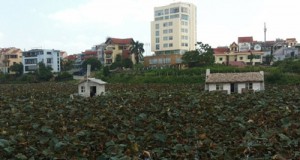 Đừng “bức tử” hồ Tây