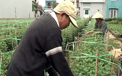 Đà Nẵng: Nông dân làm giàu từ đất “vàng” dự án treo