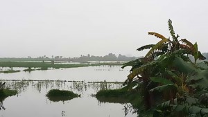 Theo Infonet Nông dân thiếu đất, ruộng đồng bỏ hoang