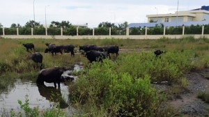 Nhiều khu công nghiệp không có nhà đầu tư