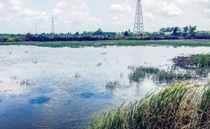 Khu đô thị… trồng mía, khu công nghiệp… nuôi tôm