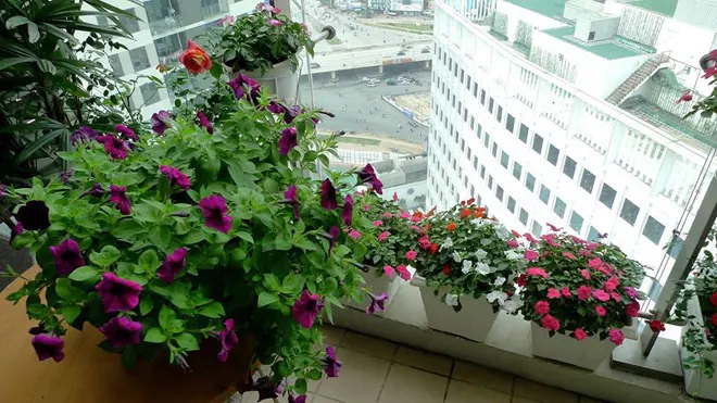 Những ban công nhỏ vẫn rực rỡ hoa lá