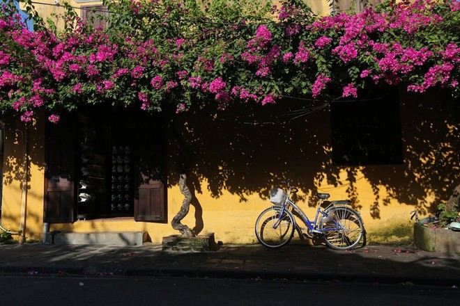 Những mái hiên nở hoa ở Hội An