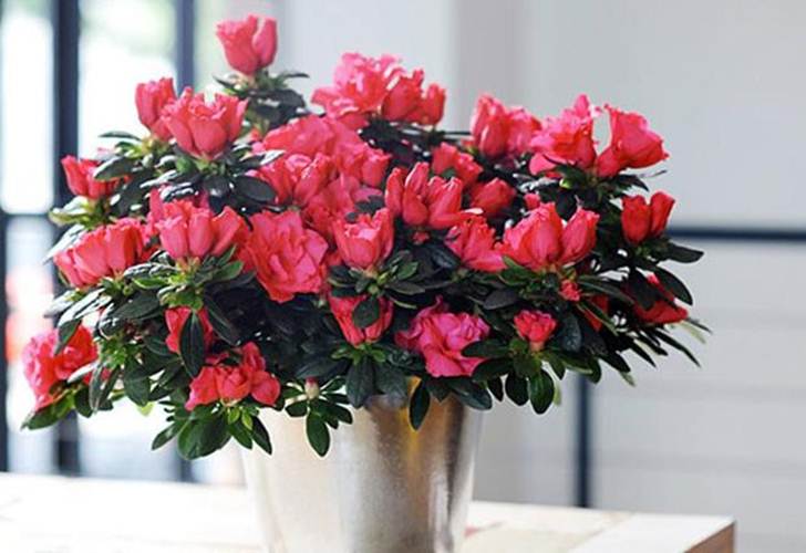 Những loại cây mang tài lộc vào nhà