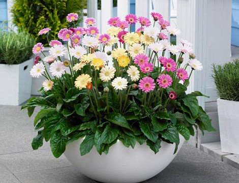 Những mẹo phong thủy giúp gia chủ may mắn trong năm Bính Thân