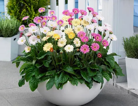 Những mẹo phong thủy giúp gia chủ may mắn trong năm Bính Thân