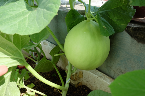 Vườn dưa lúc lỉu như đàn lợn con trên nóc chung cư Hà Nội