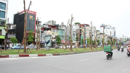Chủ tịch Hà Nội lý giải việc trồng hàng loạt phượng trên phố