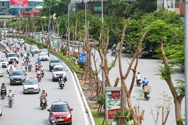 Cây xanh nào phù hợp với đô thị Hà Nội?