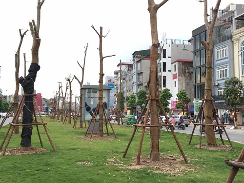 Hà Nội sẽ rợp bóng hoa phượng đỏ trên nhiều tuyến phố