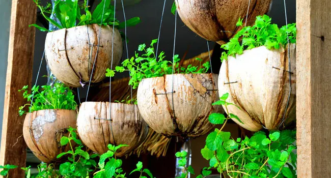 Thay thế sáng tạo cho các chậu hoa trong nhà