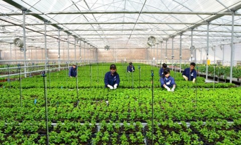 Đà Nẵng quy hoạch 7 vùng nông nghiệp công nghệ cao