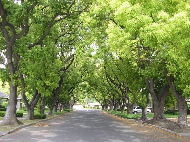 Quy hoạch khuôn viên cây xanh trong đô thị: Cần có tầm nhìn lâu dài