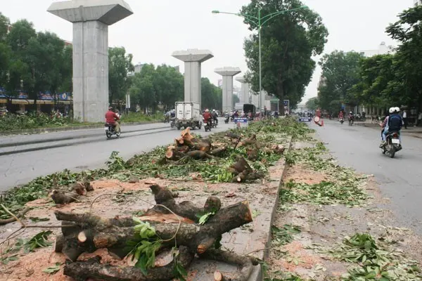 Cây xanh với bản sắc đô thị