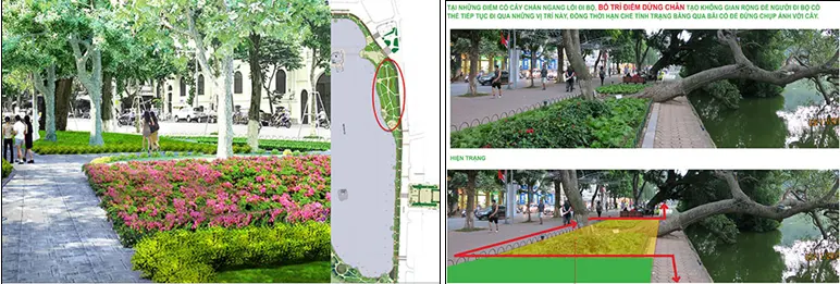 Có hay không việc thay thế cây xanh Hồ Gươm ?