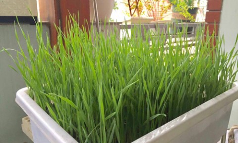 Gia đình Hà Nội thử nghiệm trồng lúa trong nhà