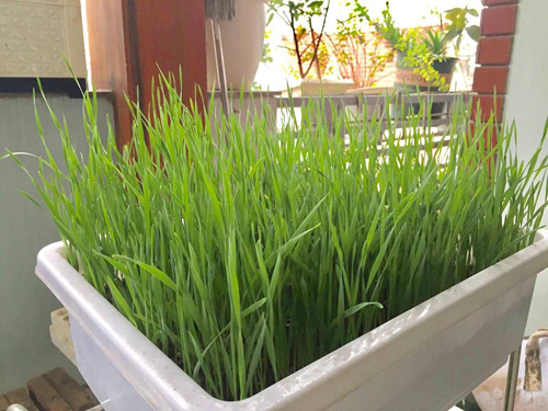 Gia đình Hà Nội thử nghiệm trồng lúa trong nhà