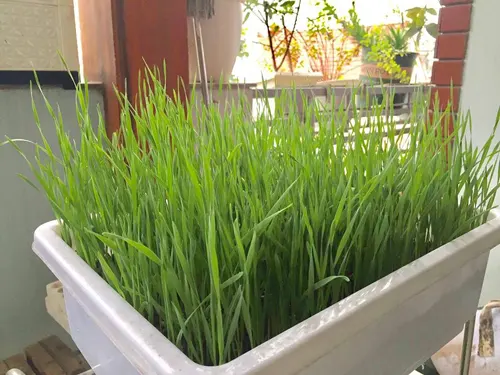Gia đình Hà Nội thử nghiệm trồng lúa trong nhà