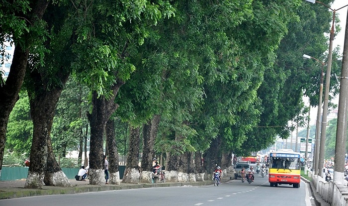 Mất thêm hàng cây xanh