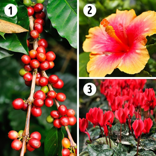 Loại cây cảnh tốt nhất cho nhà tắm, phòng ngủ, bếp nhà bạn