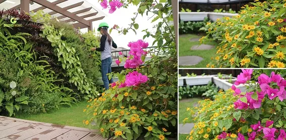 Giải pháp vườn trên mái