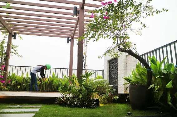 Lựa chọn từng vật liệu và giống cây cho vườn trên mái