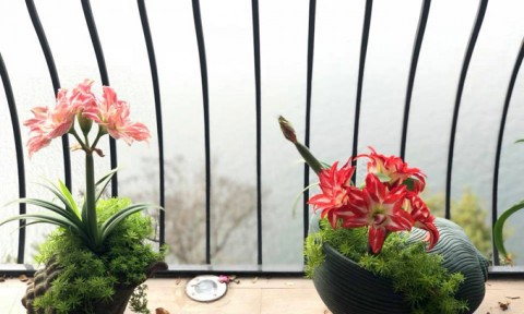 Những chậu hoa lạ trên sân thượng của nữ giám đốc Hà Nội