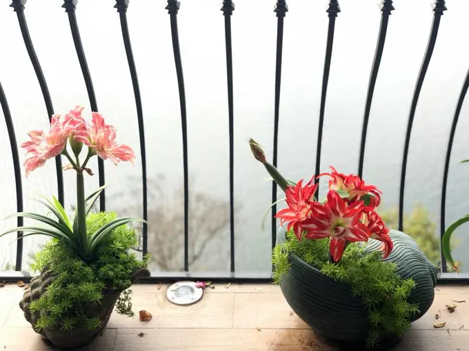 Những chậu hoa lạ trên sân thượng của nữ giám đốc Hà Nội