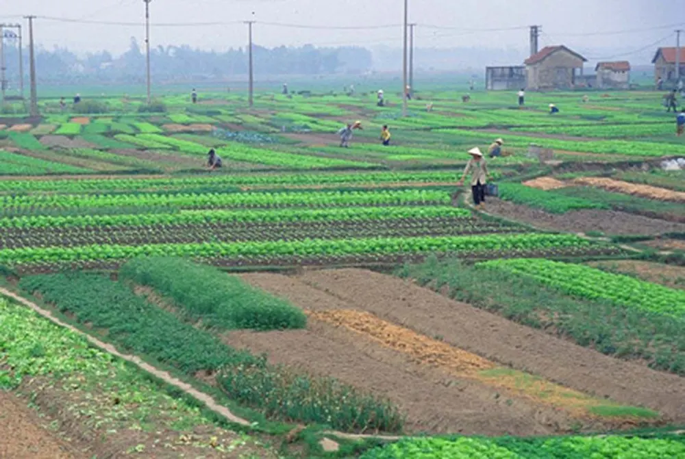 Tích tụ đất đai để phát triển