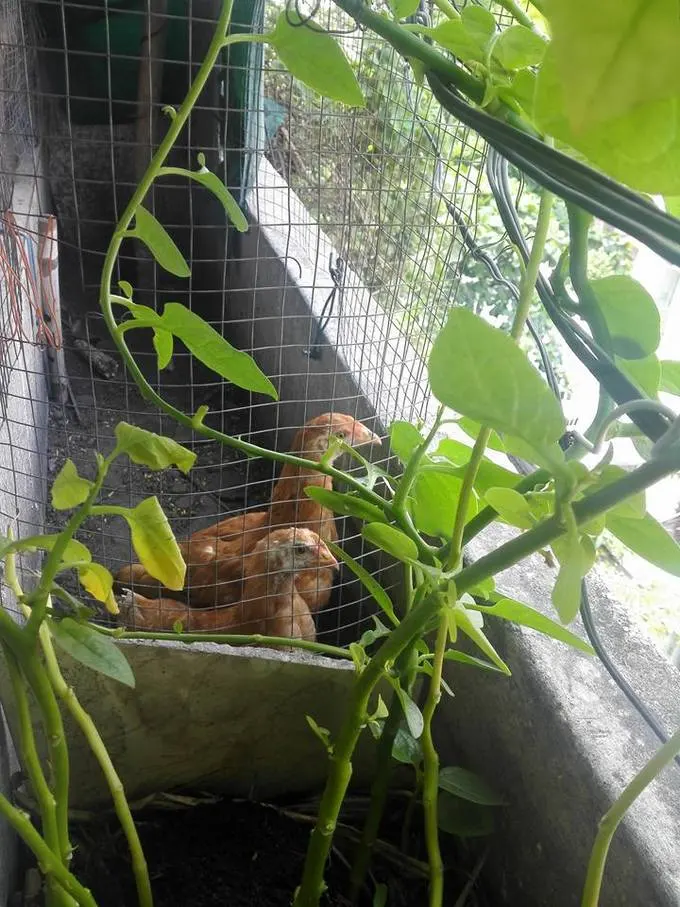 Vườn rau chuồng gà tươi tốt trên ban công chung cư
