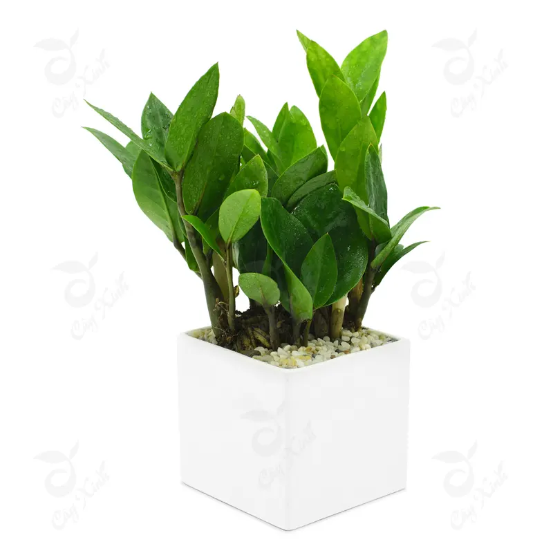 cay-kim-tien-chau-vuong-trang