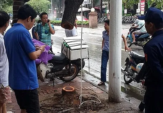 Hà Nội tăng cường quản lý, chống xâm hại hệ thống cây xanh đô thị