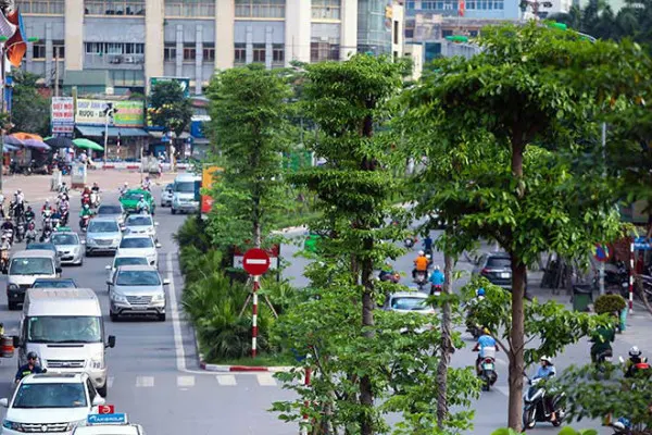 Hà Nội trồng mới thêm hơn 620.000 cây xanh