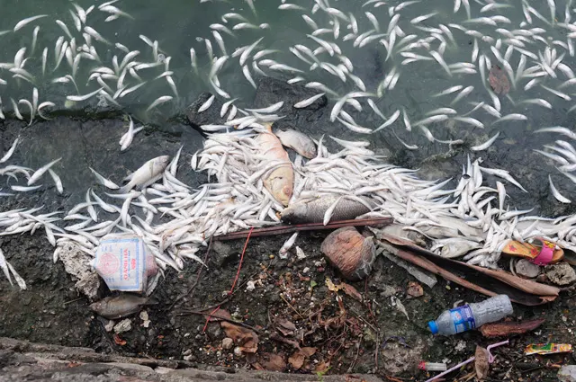 Hồ Tây đang phải đối mặt với vấn đề cạn kiệt mực nước và ô nhiễm môi trường nước rất đáng lo ngại do nguồn nước thải, rác sinh hoạt đổ vào hồ. Lớp trầm tích đáy hồ đã nhiều năm chưa được nạo vét. (Ảnh: Thành An)