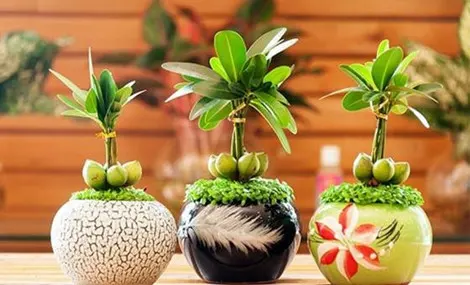 cuoi-nam-muon-thang-quan-phat-tai-hay-hoc-ngay-meo-phong-thuy-nay-hinh-3