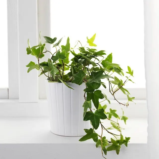 Thường xuân là một trong những loại cây cảnh vừa làm sạch không khí vừa hút tài lộc