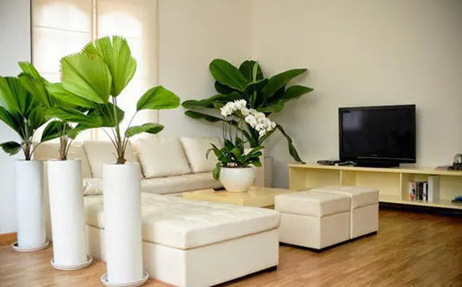 Ngày Tết đặt cây cảnh ở đâu để may mắn cả năm?