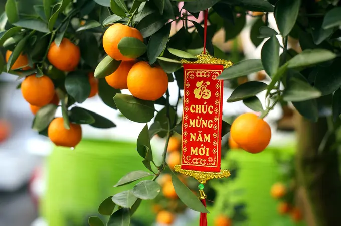 Nên treo phong bao lì xì màu đỏ lên cây để hút tài lộc